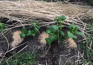 ジャガイモの土寄せと追肥