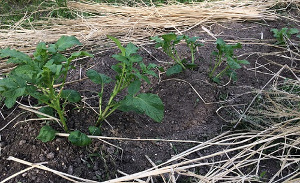 ジャガイモの土寄せと追肥