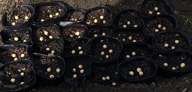 枝豆の栽培方法 野菜の栽培方法