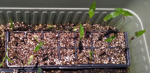 セルポットで栽培中の緑豆